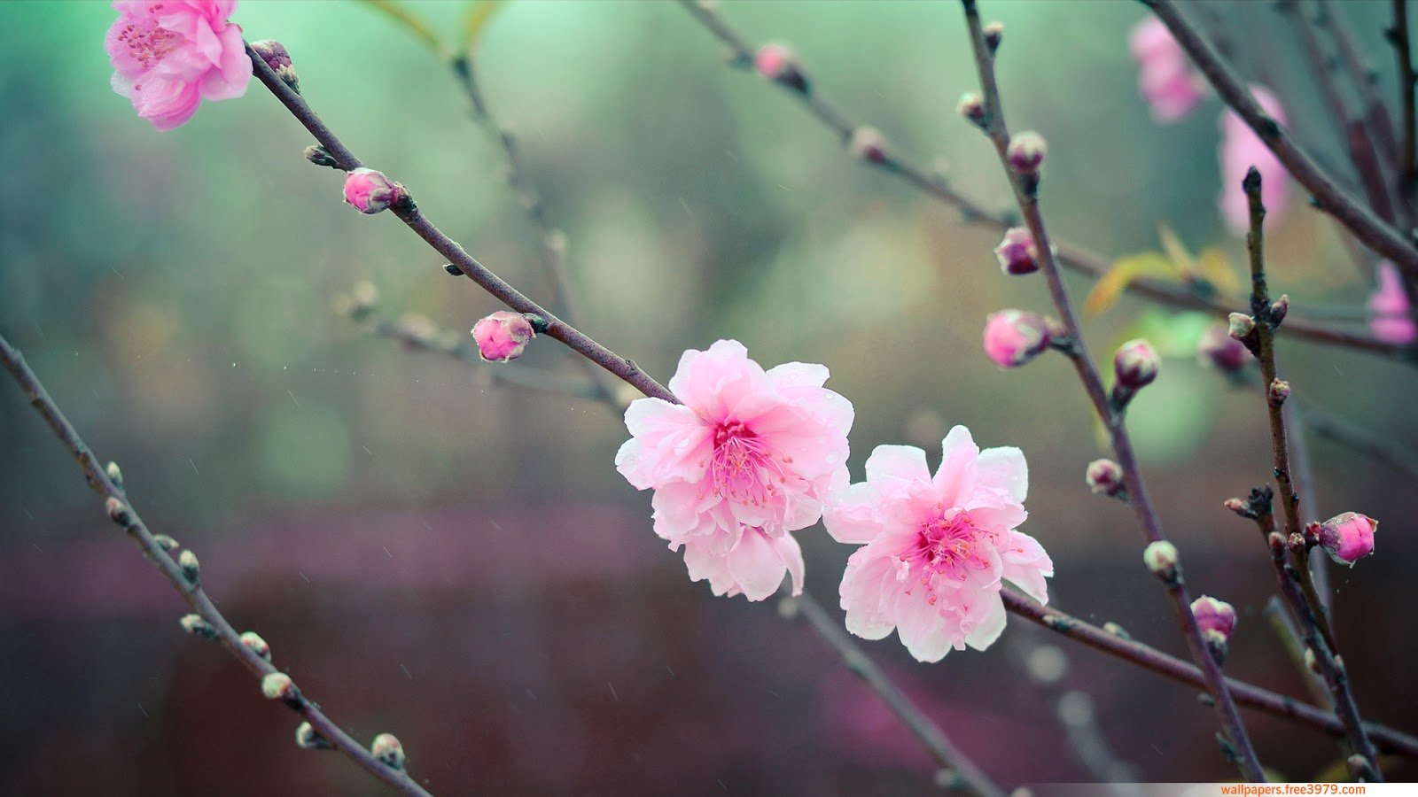 Image for japan sakura wallpaper for mac